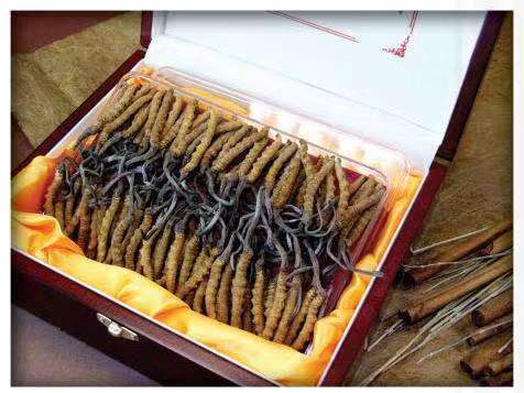 什邡冬虫夏草回收